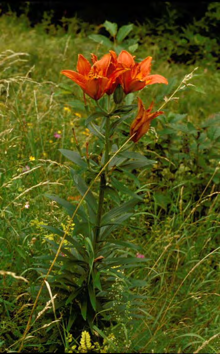 Lilium bulbiferum s.l. (Feuerlilie)