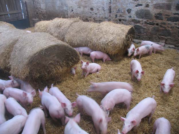 Zwei Fragen sind entscheidend für die Bewertung, ob ein bestimmtes Material sich als Beschäftigungsmaterial für Schweine eignet: Kann das Schwein es angemessen erforschen und verändern?