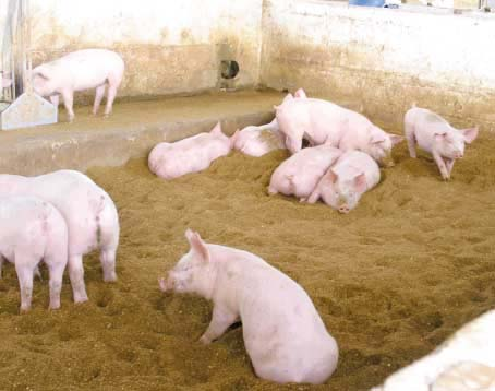 Tiefeneinstreu aus anderen essbaren Rohfasermaterialien wie Holzschnitzel, Reis- oder auch Erdnußschalen können das Interesse am Wühlen und Erkunden der Schweine ebenfalls dauerhaft aufrecht erhalten.
