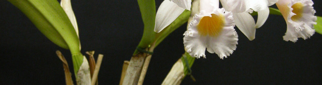 Die Suche nach einem geeigneten Pflanzstoff ist nicht neu. Es gab schon immer gut kultivierte Orchideen in allen erdenklichen Pflanzstoffen.