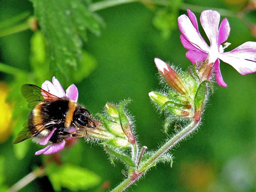 Wenn Bienen Pflanzen ausbeuten: Nektar-Diebstahl Nicholas Charlton, Universität Bristol, UK ins Deutsche übersetzt von Dipl. Biol.
