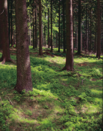 Waldböden sind von Bodenauffüllungen ausgeschlossen Ausnahmen.