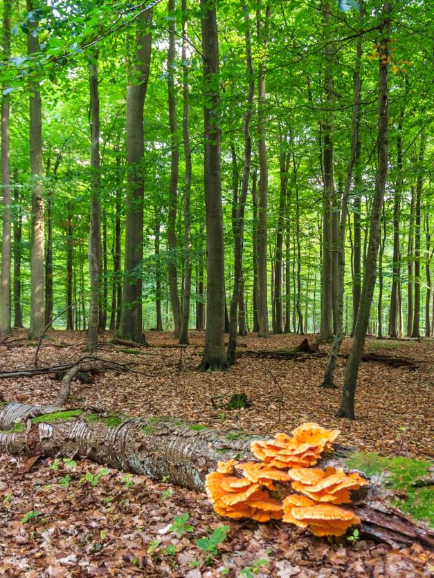 Referenzflächen Das Verständnis der natürlichen Walddynamik wird als wesentliche Voraussetzung für die Umsetzung des Lübecker Konzepts gesehen.