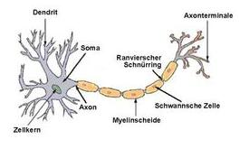 1 Biologische Motivation Das Nervensystem von Tieren besteht unabhängig von der Komplexität aus Neuronen.