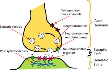 Abbildung 1: Aufbau eines Neurons [1] In Abbildung 1 wird der Aufbau eines Neurons schematisch dargestellt: es besteht aus Dendriten, dem Soma (Zellkörper) und dem Axon und steht über Synapsen mit