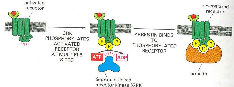 Stoppen der Reaktionen im Sehzyklus Aktiviertes Rhodopsin wird phosphoryliert durch die Rhodopsin Tyr-Kinase