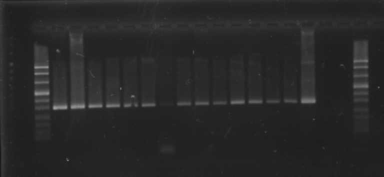 IV. Ergebnisse 58 Diese PCR wurde am LGL entwickelt. Es stand nur ein Polyomavirusstamm zur Verfügung, eine Spezifitätsprüfung konnte daher nicht durchgeführt werden.