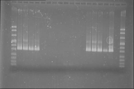 IV. Ergebnisse 70 Für die Sommerprobe von Versorgung 3 war in der Real-Time PCR ein sehr schwaches Signal (Ct-Wert: 39,8) erkennbar (nicht dargestellt).