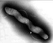 Campylobacter 32 Spezies v.a. C. jejuni, C. coli und (C. lari) humanrelevant Schwein C.