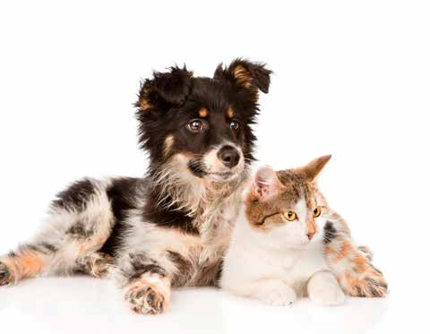 tierpflege hören für viele Menschen dazu, und wer die Freude im Umgang mit Hund Was für Menschen gut ist, tut auch Tieren gut.