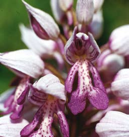 Weitere typische Orchideenarten sind Geflecktes Knabenkraut, Weiße Waldhyazinthe, Ständelwurz.