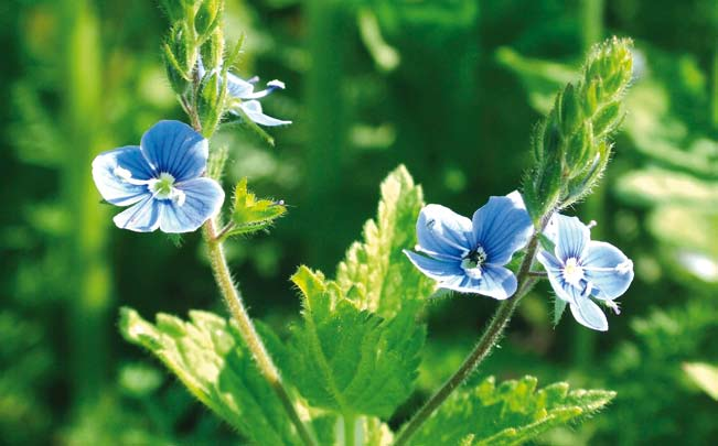 Ignaz Schlifnis Heilpflanzenecke Es blühet im Walde tief drinnen - die blaue Blume fein, diese Blume zu gewinnen - ziehn in die Welt wir hinein.