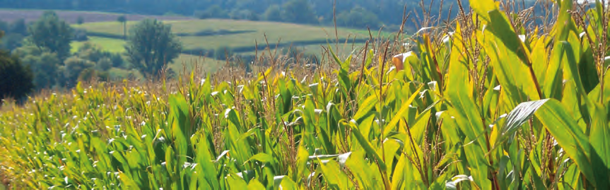 Im Bereich der Agro-Gentechnik ist das BfN an der Genehmigung von Anträgen auf Freisetzen und Inverkehrbringen von gentechnisch veränderten Pflanzen, Tieren und Mikroorganismen beteiligt.