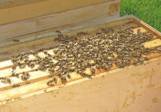18 & Mein München: Bienen nützen Nr. 18 Mittwoch, 29. 4. 2015 Summ,summ,STUMM Summ, summ: Ohne Bienen könnten wir jeden dritten Bissen nicht essen, schätzt Andreas Bock.