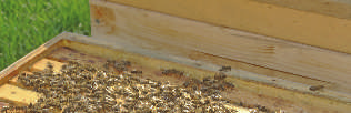 22 Bienenstöcke stehen nebeneinander aufgereiht auf der Wiese, schön sichtbar für Passanten und doch in sicherer Entfernung. 18 dieser Stöcke gehören Andreas Bock, Demeterimker aus Leidenschaft.