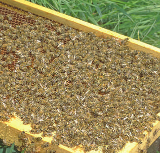 Vor den Bienenstöcken ist schon allerhand los. Die Tiere fliegen ein und aus. Es summt. Ja, es geht los. Die Bienen sind beschäftigt.