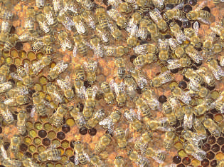 Das ist für die Bienen ein natürliches Antibiotikum und man vermutet einen Zusammenhang zwischen Propolis und der Fähigkeit, gegen die Varroamilben vorzugehen, so der Imker.