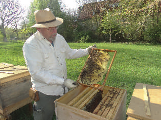 Für die Imker bedeutet Propolis mehr Arbeit, denn die Masse verklebt die Kisten am Rand. Und: Der Ertrag ist weniger. Bocks Bienen dürfen trotzdem Propolis ranschleppen.