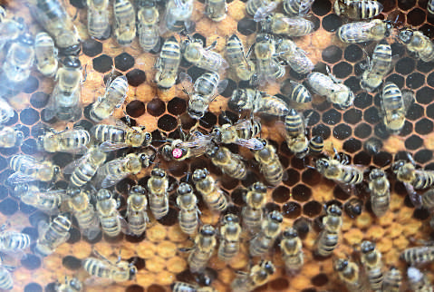 Geranien sind für Bienen wertlos Die Initiative Münchner Rathaushonig wollte hier ein deutliches Zeichen setzen und die biologische Vielfalt der Landeshauptstadt für alle Menschen sichtbar machen am