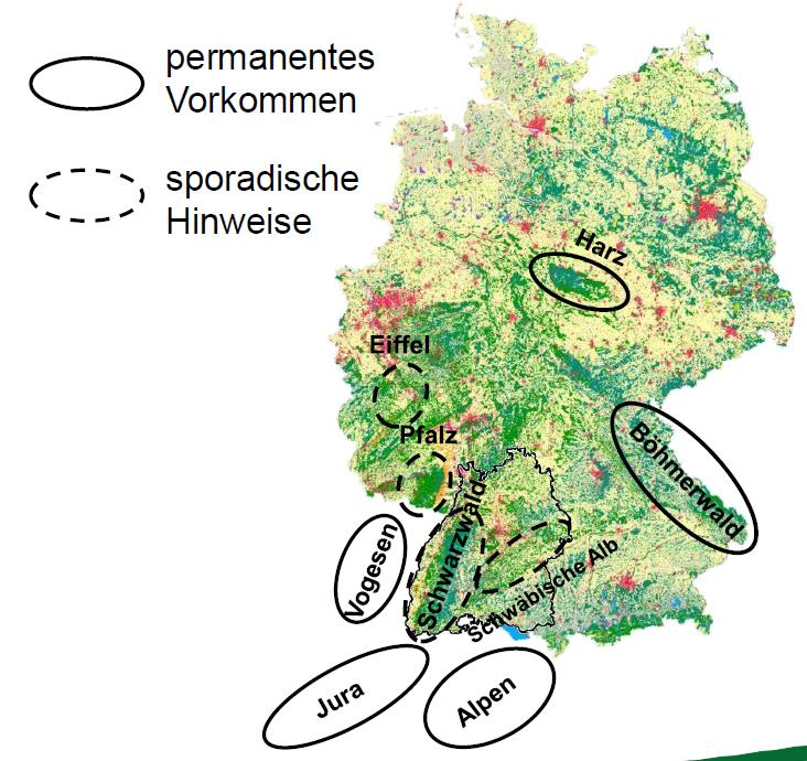 Aktuelle Informationen zum besenderten Luchs Tello Stand Juli 2016 Quelle: Forstliche Versuchs- und Forschungsanstalt Baden-Württemberg (FVA).