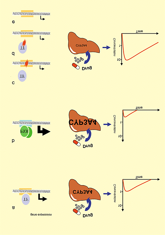 CYP3A4 genetics in drug metabolism Michel