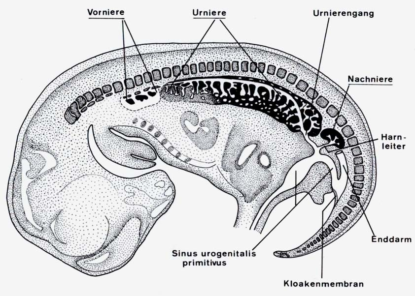 Embryologie der Niere (1): - es existieren drei aufeinander folgende Anlagen: -