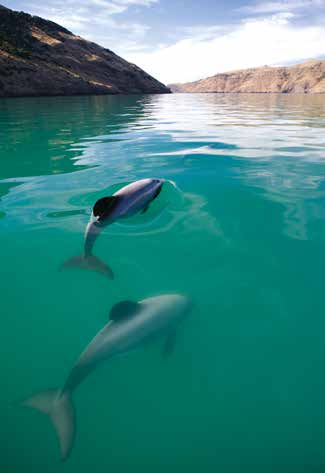 Eine Gewissensfrage Vom Schutz der Hektor Delfine bis zu Just a drop stellen wir uns der Verantwortung.