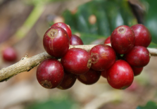 Kaffeerost gefährdet Kaffeebauern in Mittelamerika Der Besuch bei Kaffeekooperativen in Nicaragua im Februar 2013 war vor allem durch die Roya, den Kaffeerost (eine Pilzerkrankung), be stimmt.