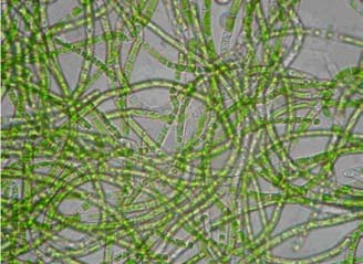 1 Was sind Algen? Was sind Pilze? Mikroorganismen Algen sind ebenso wie Pilze, Bakterien, Hefen, Moose und Flechten biologische Kleinstlebewesen, die in der belebten Natur weit verbreitet vorkommen.