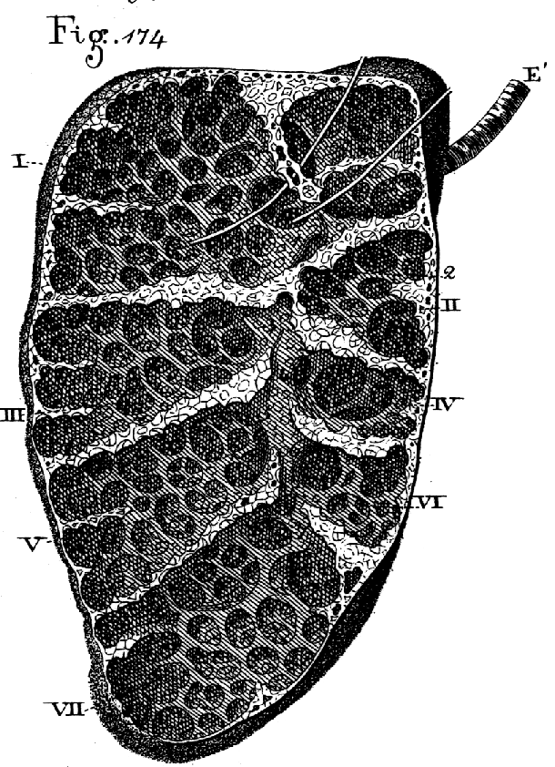 II. Literaturübersicht Gewebe zusammen. MURRAY (2006) beschreibt die Lungen von Schildkröten als sackartige Strukturen mit schwammähnlichem Aufbau. Abb.