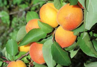 clarina Die Wetterfeste Mit der aus Müncheberg stammenden Sorte können Aprikosen auch in kälteren Regionen wegen ihrer hohen Toleranz gegenüber Spätfrösten und ihrer Frosthärte erfolgreich angebaut