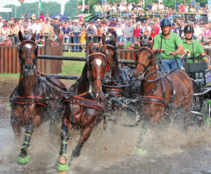Für die Pferde-Vierspänner wird diese Veranstaltung als erste Sichtung für die Teilnahme an den diesjährigen Weltmeisterschaften in Holland gewertet.