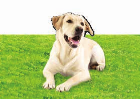 LandSnack Sensitiv Dog LandSnack Sensitiv Dog Pferd 100 % Pferdefleisch Rohprotein: 38,0 %, Rohfett: 11,0 %, Rohfaser: 0,5 %, Rohasche: 4,5 %, Feuchtigkeit: 28,0 % Besondere Belohnung für