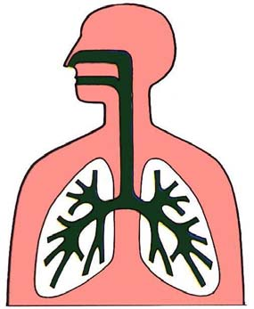 Anatomischer Totraum die Atemwege von Nase / Mund bis zu den Lungenbläschen gelten als Totraum, weil sie nicht am Gasaustausch beteiligt sind beim Einatmen wird zunächst die im Totraum verbliebene