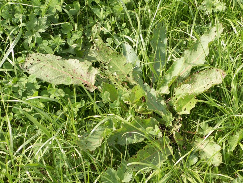 Wuchshöhe 50 bis 120 cm; grün überwinternde Horstpflanze. Blütezeit Juli bis August, Selbst- und Fremdbestäubung.
