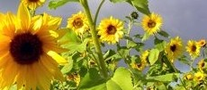 Der Fall Sonnenblume EP 1185161 Claim 1: Sonnenblumensamen, die ein Öl mit einem Ölsäuregehalt von (.