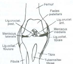 Abb. 1: Dargestellt ist ein eröffnetes rechtes Kniegelenk von vorne (Patella wurde entfernt).