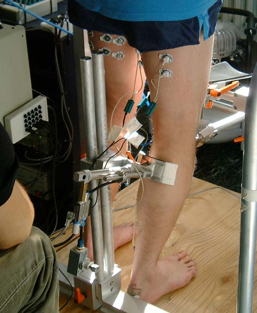 Abb. 4, II). Es wurden jeweils zwei Elektroden auf jedem der Muskelbäuche in Längsrichtung platziert und eine Elektrode am Malleus medialis diente als Referenzelektrode.