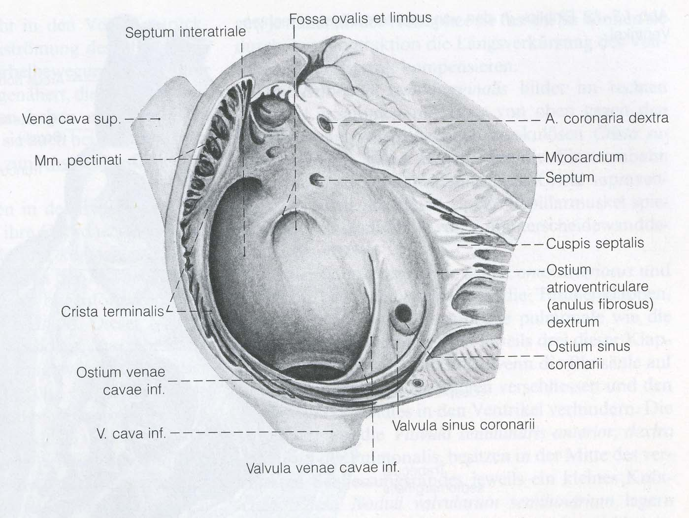 Anatomie der