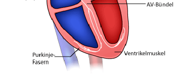 Abbildung 2. An der Leitung beteiligte Bestandteile des menschlichen Herzens.