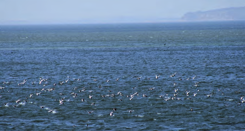 Biologie Seevogelmonitoring in Nord- und Ostsee: Vogelbeobachtung auf offenem Meer Informationen zum Vorkommen von Seevögeln auf See haben in den letzten Jahren auch für die Öffentlichkeit immer mehr