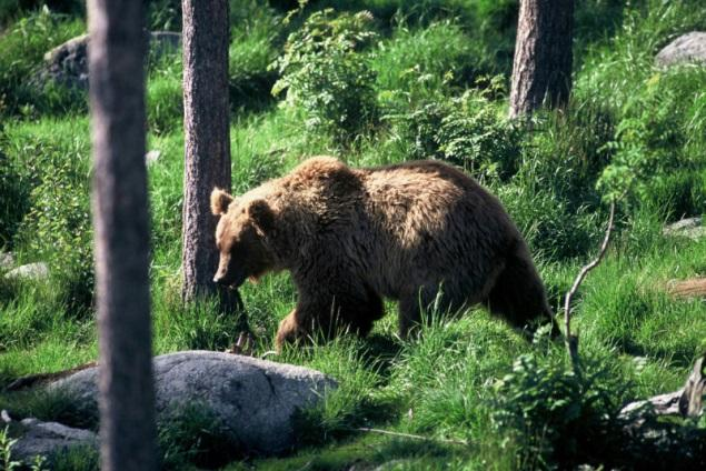 Braunbär Systematik Die Familie der Grossbären umfasst fünf Gattungen mit acht Arten.