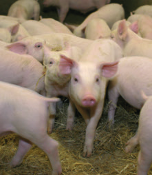 Zuchtprogramm Ziel Das dänische Schweinezuchtprogramm DanZucht wird von dem Landesbeirat für Schweineproduktion organisiert.