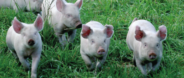 Das Ziel des DanZucht Zuchtprogramms ist eine Verbesserung der vier Rassen, um die bestmögliche Wirtschaftlichkeit innerhalb der gesamten Schweineproduktionsindustrie zu erreichen.