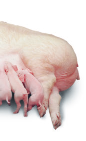 Dabei ist eine gute Fruchtbarkeit der Mutter kombiniert mit einer guten Wachstumsrate erforderlich. Der Heterosis Effekt bewirkt, dass die Hybridschweine besser als der Durchschnitt der Eltern werden.