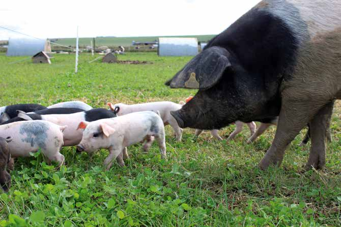 Schweine Schweine gehören zu den intelligentesten Säugetieren und erkennen sich sogar selbst im Spiegel.