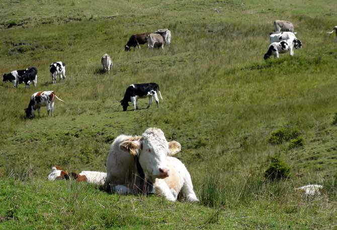 Rinder Rinder sind sehr soziale Tiere und leben gerne in Gruppen.