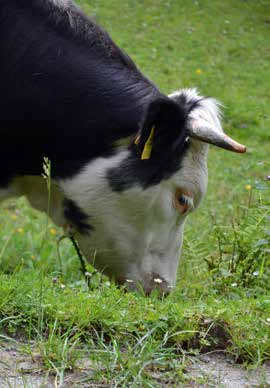 Rinder sind auch sehr neugierige und intelligente Tiere.