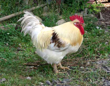 Hühner sind interessante und sehr neugierige Tiere.