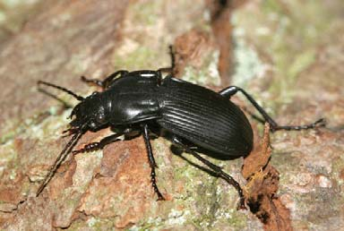 TEIL 0 EO-TA 00 Fritze und Paill: Laufkäfer des Johnsbachtales im Nationalpark esäuse Schriften des Nationalparks esäuse, Band : S. 0 (008) EO-TA 00 TEIL 0 gewiesen.